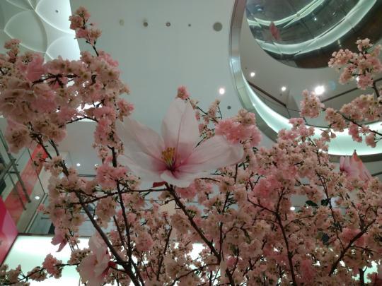 大きな桜2.jpg