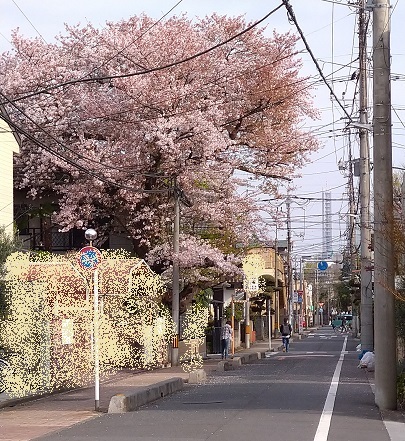 桜の家.JPG